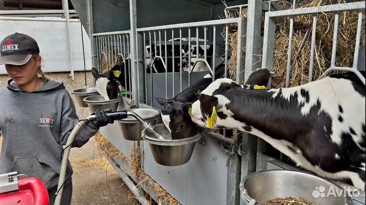 Бычки для окорма