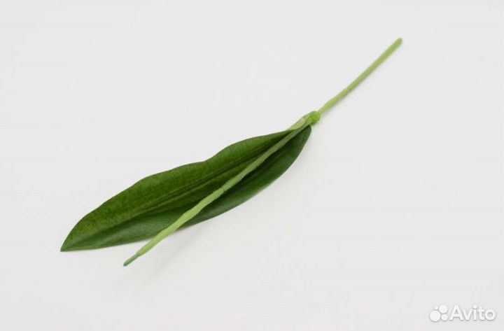 Ножка тюльпана