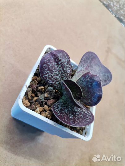 Адромискусы