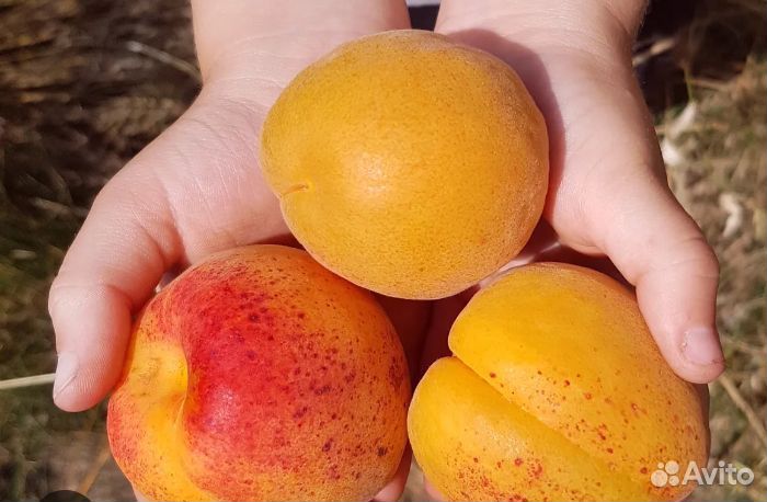 Саженцы абрикос