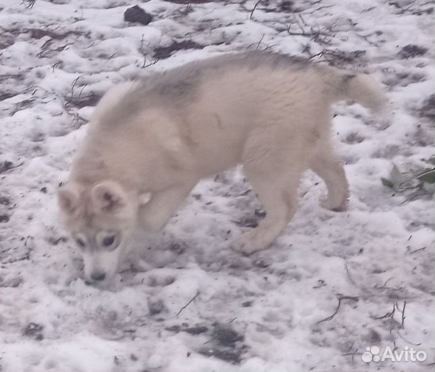 Щенки хаски