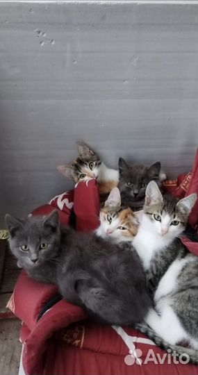 Котята в добрые руки бесплатно