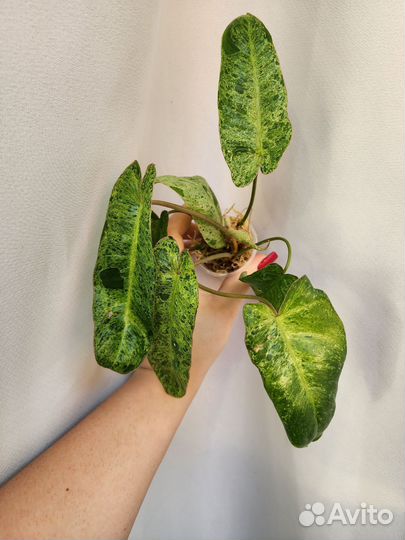 Филодендрон Параисо верде