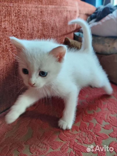 Котята в дар