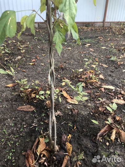 Гибискус травянистый, древовидный переплетеный