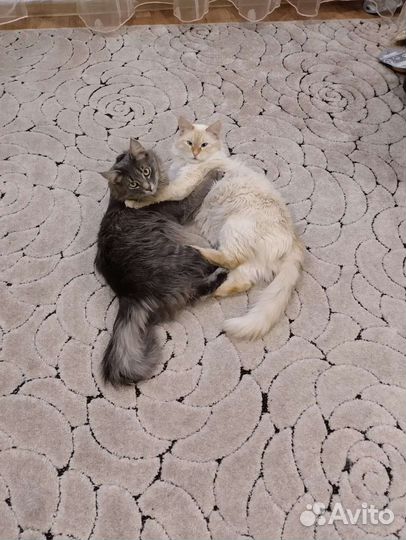 Отдам бесплатно