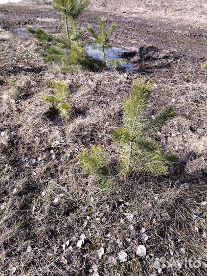 Сосна обыкновенная с комом земли