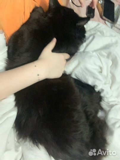 Котят мейн-кун