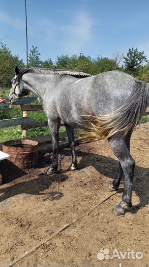 Продаю кабылу