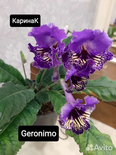 Стрептокарпусы