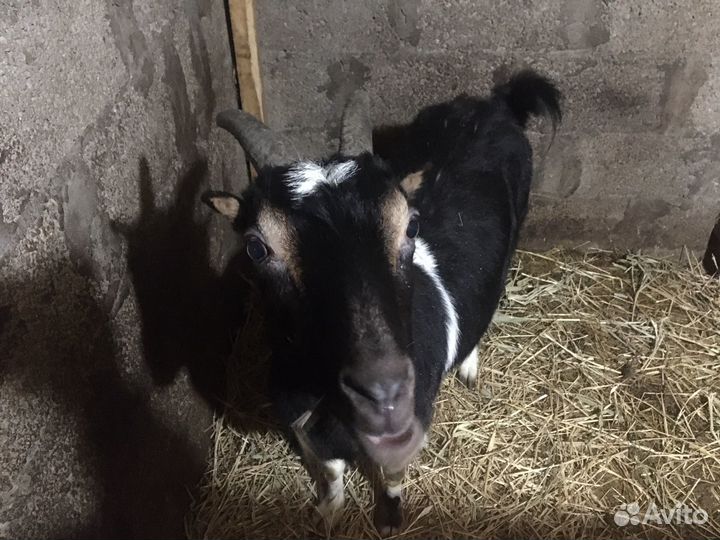 Коза дойная молочная