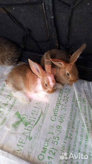 Продажа кроликов