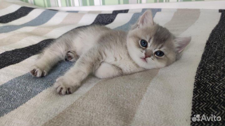 Шотландские котята