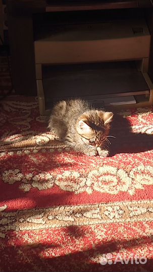 Котята