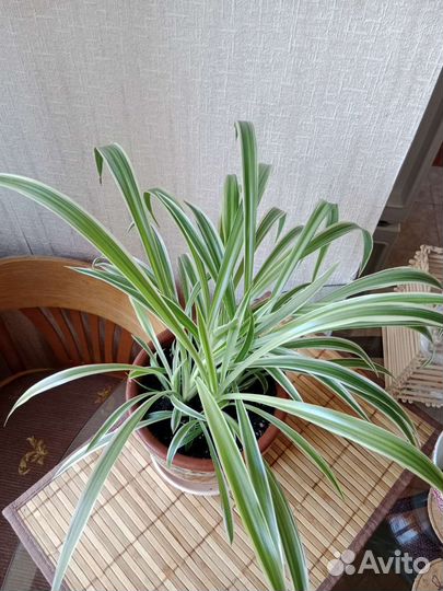 Хлорофитум