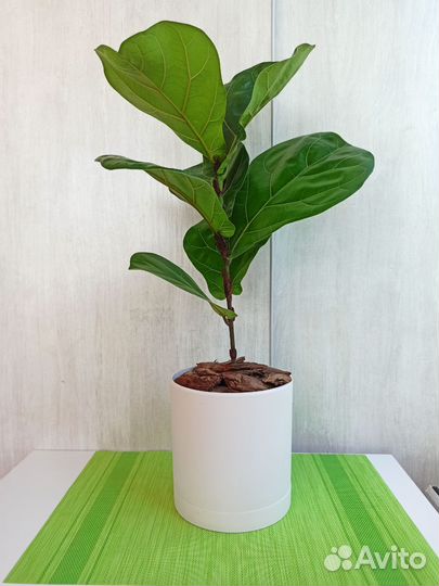 Фикус лировидный