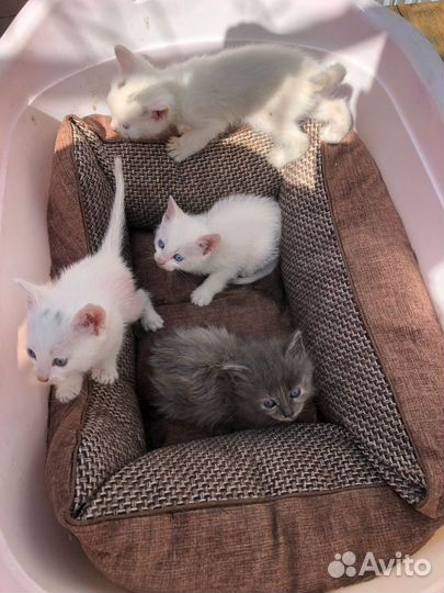 Котята в добрые руки