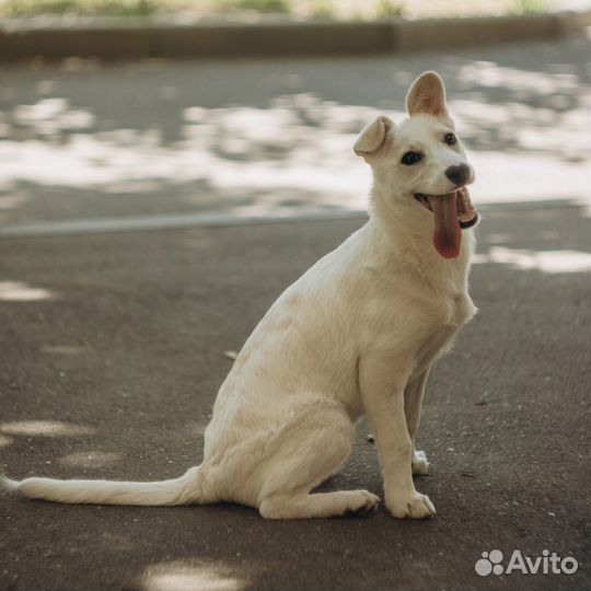 Белочка ищет дом