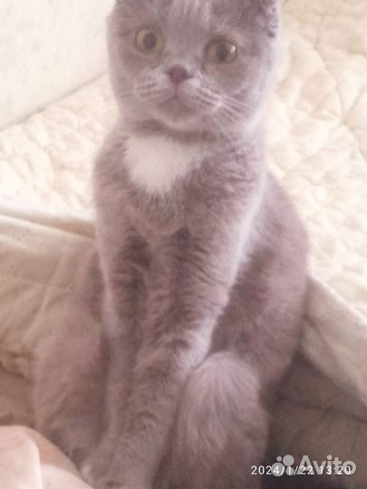 Шотландская кошечка
