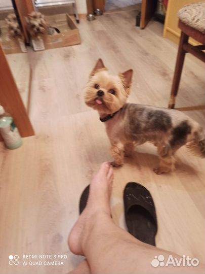 Йоркширский терьер