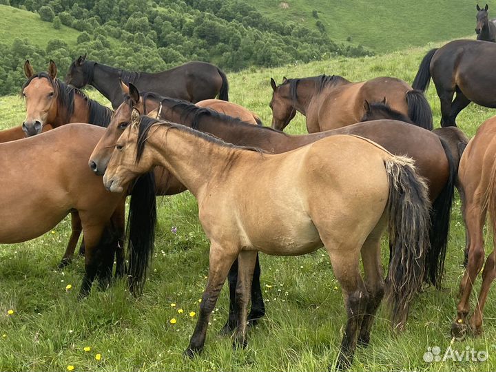 Жеребята (англо-арабские)