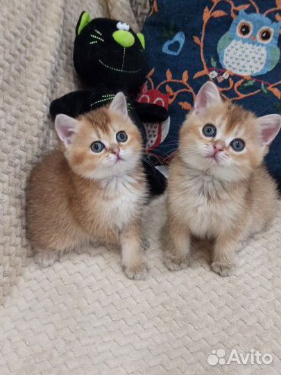 Кошки породистые