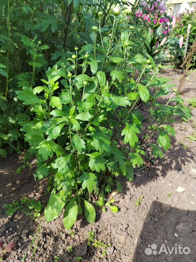 Хризантема