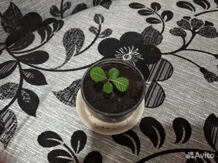 Молочай