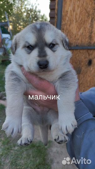 Аляскинский маламут щенки