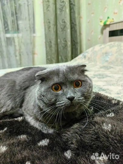 Отдам котика шотландца