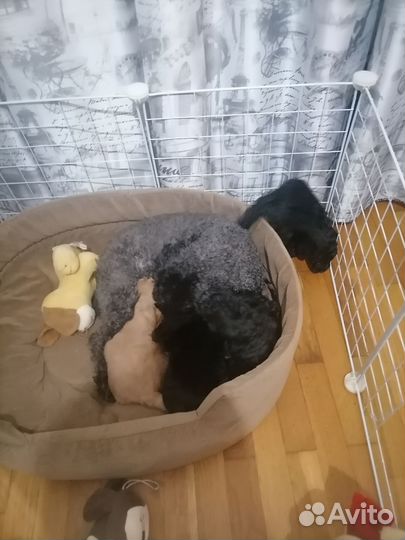 Щенки той - пуделя