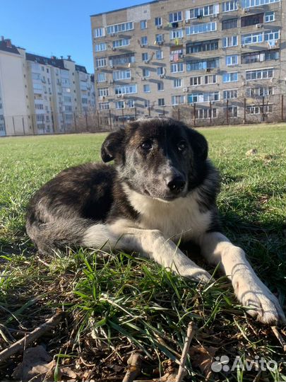 Собака в добрые руки отдам бесплатно