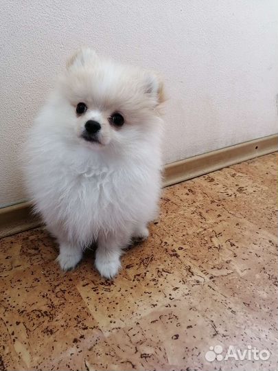 Померанский шпиц