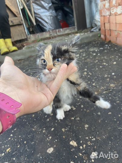 Кошка 1,5 месяца 3х цветная