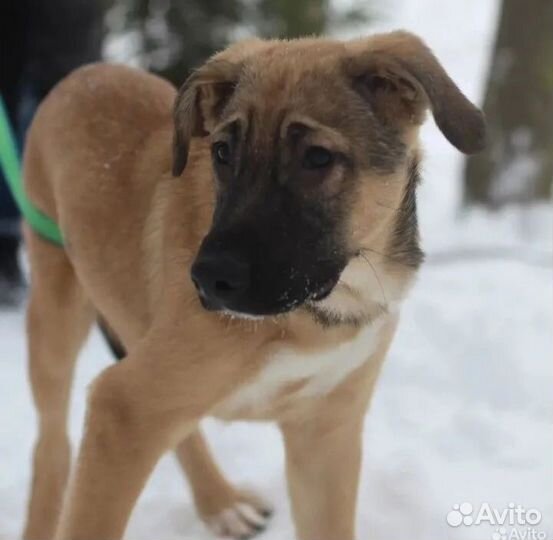 Щенок в добрые руки бесплатно