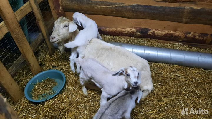 Козье молоко