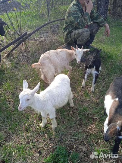 Козлята