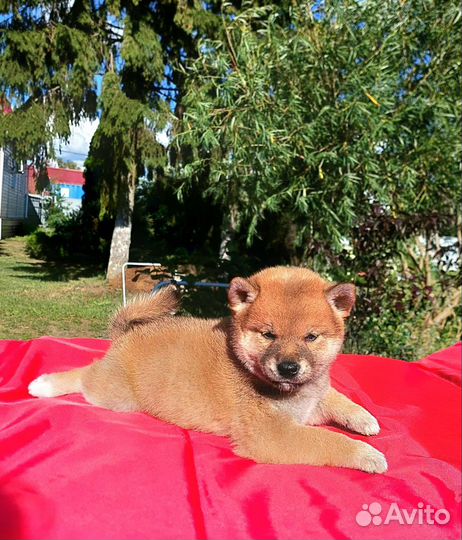 Собаки сиба ину щенки