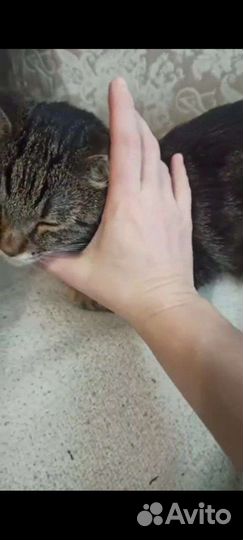 Котик Тимоша болеет, помогите