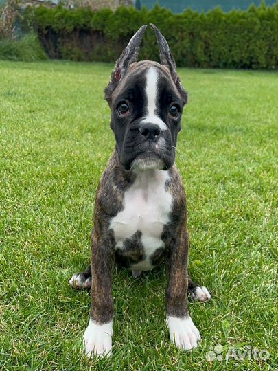 Боксер мальчик