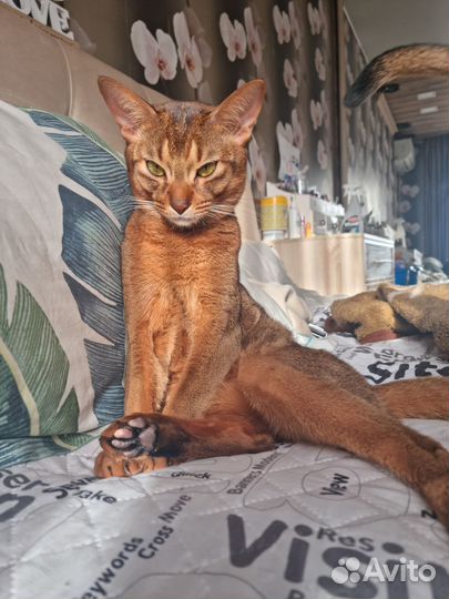 Абиссинская кошка