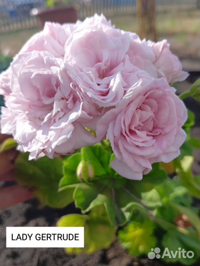 Пеларгонии сортовые