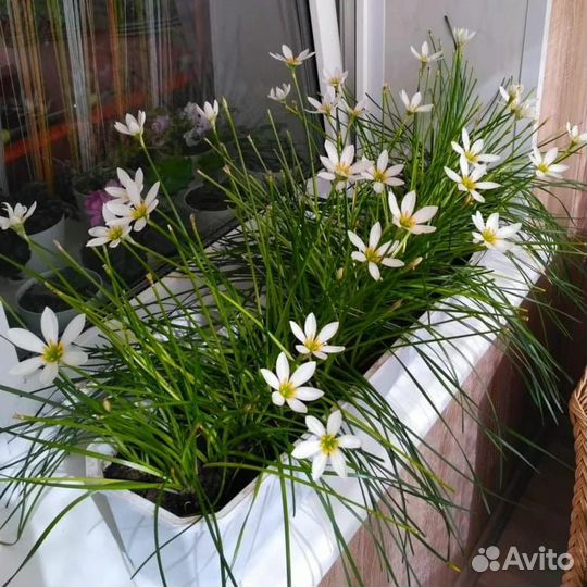 Зефирантус