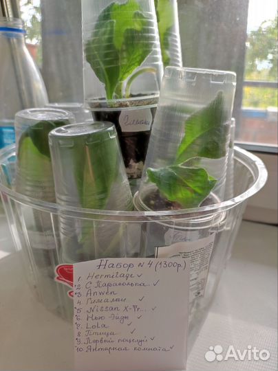 Стрептокарпусы