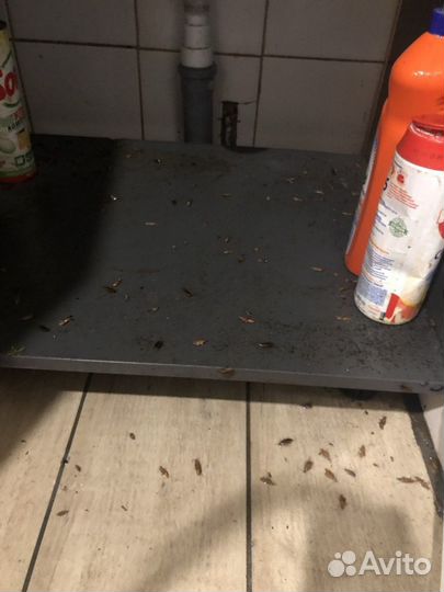 Уничтожение тараканов клопов блох муравьев клещей