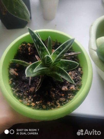 Комнатные цветы