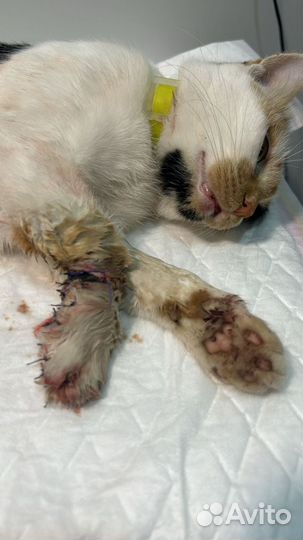 Кошки в беде