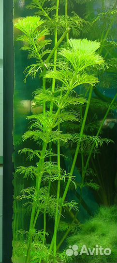 Аквариумное растение