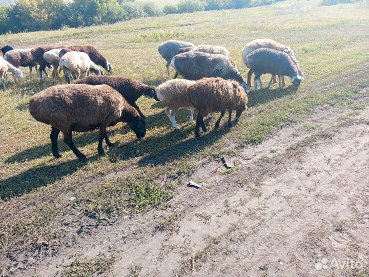 Бараны ярочки
