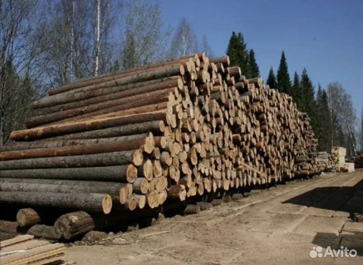 Лес кругляк